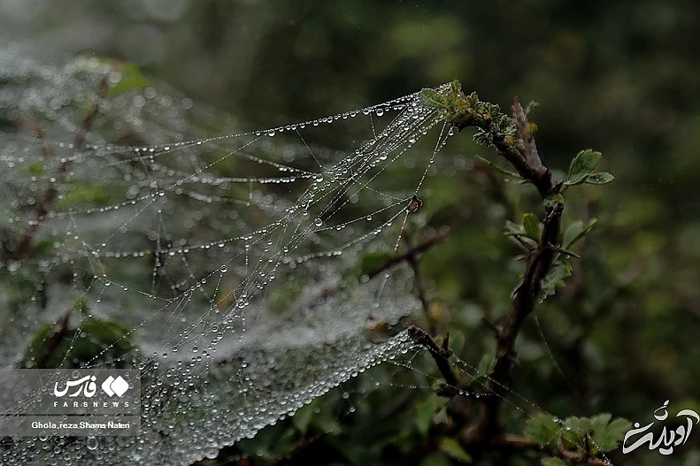 (تصاویر) همنشینی قطرات شبنم با تارهای عنکبوت